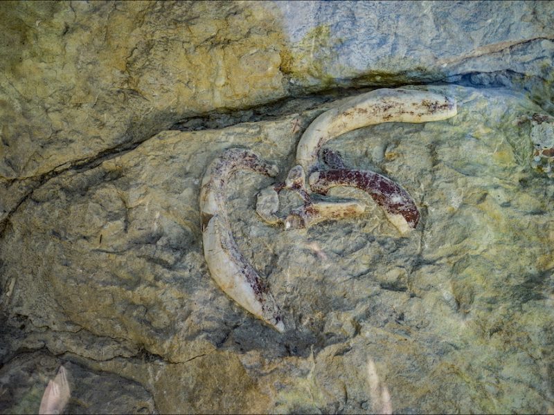 Sentier des siréniens